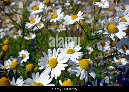 Tapis de marguerites sauvages Oxeye Soay sur une île déserte au sud d'Iona dans l'Ecosse des Hébrides intérieures Banque D'Images
