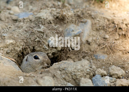 Souslik d'Europe, European (Spermophilus citellus) souslik d'Europe, Spermophile d'Europe Banque D'Images