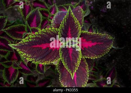 Rose, Violet et Vert Coléus Banque D'Images