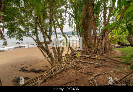 Plage, Parc national de Corcovado, péninsule d'Osa, au Costa Rica Banque D'Images