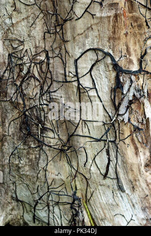 Le miel (champignon Armillaria mellea probablement sp.) noir embouts de rhizomorphes et montrant un mycélium blanc où l'écorce d'un arbre mort est tombé. Banque D'Images