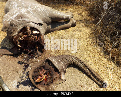 Les restes d'un éléphant pochées dans le Ruaha National Park assez près de l'un des camps de safari qui étaient des coups de feu ont été clairement entendu un soir. L Banque D'Images