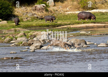 Un grand koudou éclaboussures bull par la rivière Ruaha avoir nagé le chenal principal, toujours soucieux de la menace des crocodiles. Banque D'Images