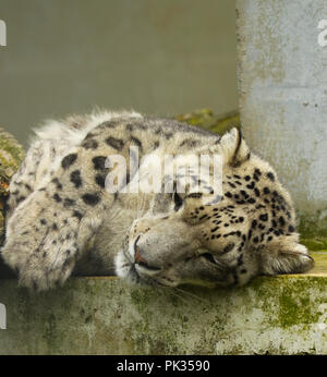 Snow Leopard en captivité Banque D'Images