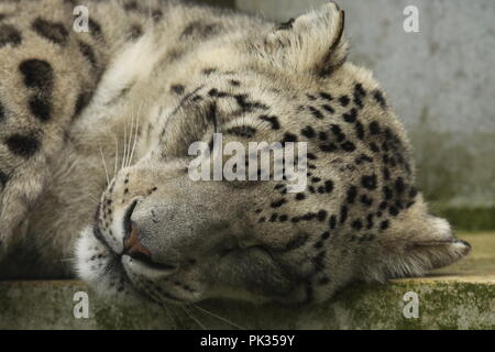 Snow Leopard en captivité Banque D'Images