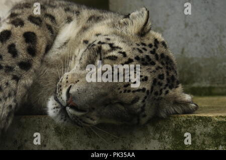 Snow Leopard en captivité Banque D'Images