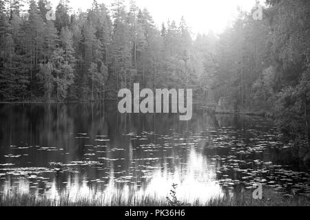 Magic Light plus petite forêt rural lake, image en noir et blanc. Banque D'Images