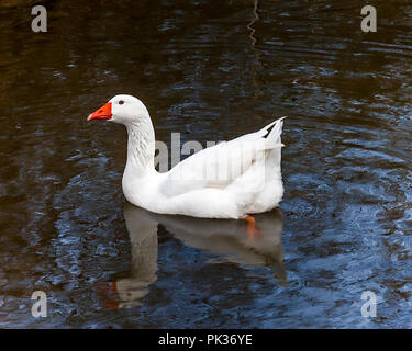 Canard blanc natation dans l'étang. Le point de droit. Banque D'Images