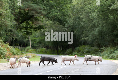 Les porcs domestiques sillonnent la route, près de Burley dans le Hampshire, le premier jour de Pannage, ou 'commun' de mât, où les animaux sont admis à se promener dans la forêt, au cours d'une à l'automne à la fête sur les glands qui sont tombés, qui, en grandes quantités, sont dangereux pour les poneys et les bovins. Banque D'Images