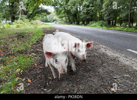 Les porcs domestiques sillonnent la route, près de Burley dans le Hampshire, le premier jour de Pannage, ou 'commun' de mât, où les animaux sont admis à se promener dans la forêt, au cours d'une à l'automne à la fête sur les glands qui sont tombés, qui, en grandes quantités, sont dangereux pour les poneys et les bovins. Banque D'Images