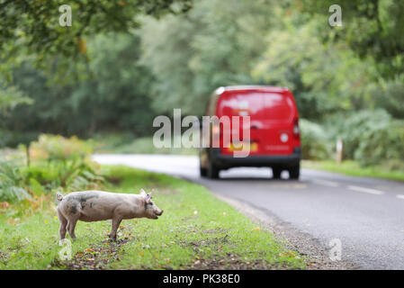 Les porcs domestiques sillonnent la route, près de Burley dans le Hampshire, le premier jour de Pannage, ou 'commun' de mât, où les animaux sont admis à se promener dans la forêt, au cours d'une à l'automne à la fête sur les glands qui sont tombés, qui, en grandes quantités, sont dangereux pour les poneys et les bovins. Banque D'Images