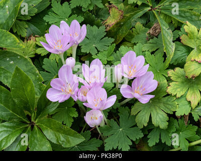 Colchique Rose' fleurs en croissance à travers le feuillage et l'hellébore géranium Banque D'Images