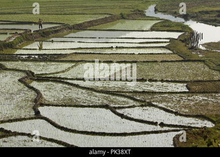 Les agriculteurs vietnamiens travaillant sur ses champs de riz humide fraîche (rizières). Banque D'Images