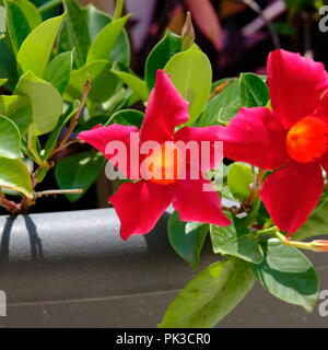 Mandevilla rocktrumpet Banque D'Images