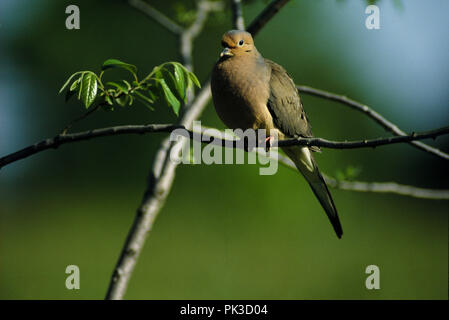 MourningDove081901 -- Tourterelle triste Banque D'Images