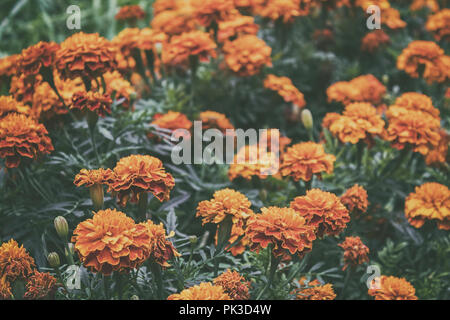 Fleurs de souci. Des fleurs de jardin. Fleurs jaunes. Des fleurs orange. Fleurs d'été. Banque D'Images