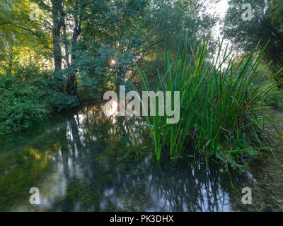 Lever du soleil d'automne sur la rivière Itchen - un célèbre lit chalk stream réputé pour la pêche à la mouche - entre Ovington et Abbas Itchen dans le Hampshire, au Royaume-Uni. Banque D'Images