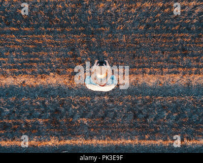 Vue de dessus du producteur aux commandes d'un drone avec télécommande dans les chaumes de blé récolté en été sur le terrain le coucher du soleil Banque D'Images