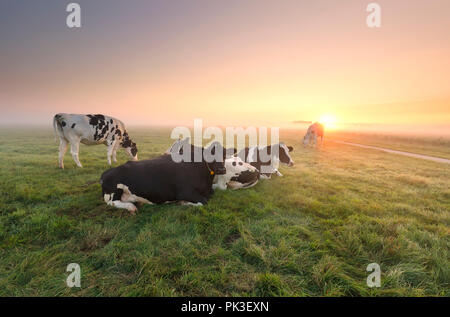 Les vaches au pâturage détendue au lever du soleil brumeux Banque D'Images