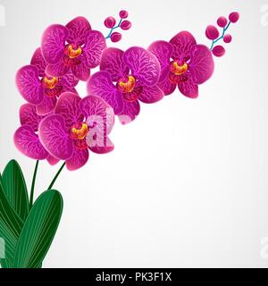 Floral design arrière-plan. Fleurs d'orchidées. Illustration de Vecteur