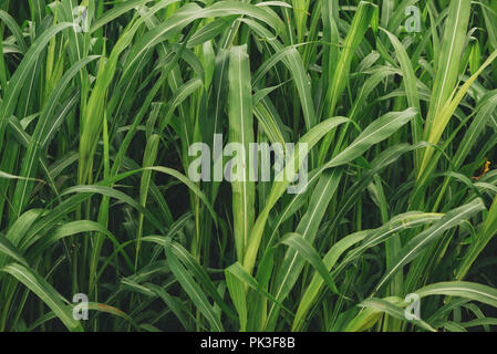 Sorghum sudanense ou plantation de l'herbe du Soudan. Cette plante est cultivée comme source d'énergie et biocarburants. Banque D'Images