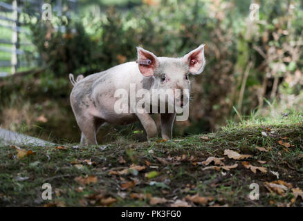 Les porcs domestiques sillonnent la route, près de Burley dans le Hampshire, le premier jour de Pannage, ou 'commun' de mât, où les animaux sont admis à se promener dans la forêt, au cours d'une à l'automne à la fête sur les glands qui sont tombés, qui, en grandes quantités, sont dangereux pour les poneys et les bovins. Banque D'Images