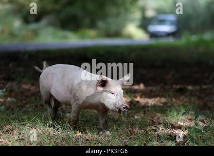 Les porcs domestiques sillonnent la route, près de Burley dans le Hampshire, le premier jour de Pannage, ou 'commun' de mât, où les animaux sont admis à se promener dans la forêt, au cours d'une à l'automne à la fête sur les glands qui sont tombés, qui, en grandes quantités, sont dangereux pour les poneys et les bovins. Banque D'Images