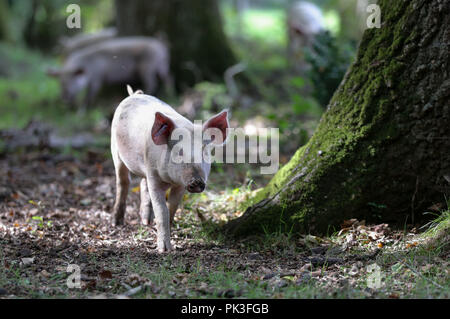 Les porcs domestiques sillonnent la route, près de Burley dans le Hampshire, le premier jour de Pannage, ou 'commun' de mât, où les animaux sont admis à se promener dans la forêt, au cours d'une à l'automne à la fête sur les glands qui sont tombés, qui, en grandes quantités, sont dangereux pour les poneys et les bovins. Banque D'Images