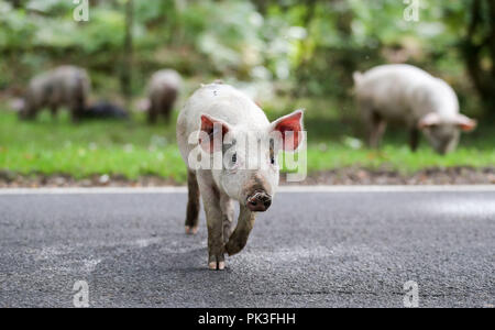 Les porcs domestiques sillonnent la route, près de Burley dans le Hampshire, le premier jour de Pannage, ou 'commun' de mât, où les animaux sont admis à se promener dans la forêt, au cours d'une à l'automne à la fête sur les glands qui sont tombés, qui, en grandes quantités, sont dangereux pour les poneys et les bovins. Banque D'Images