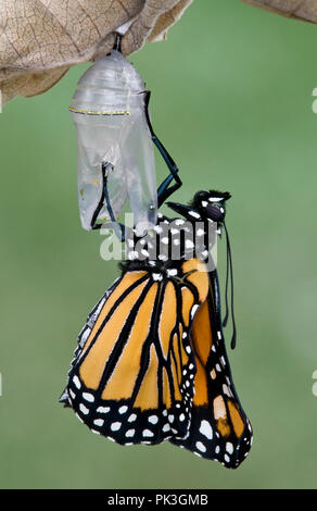 Le monarque (Danaus plexippus) fraîchement émergées de chrysalide, E USA, par aller Moody/Dembinsky Assoc Photo Banque D'Images
