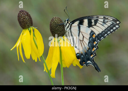 Eastern Tiger Swallowtail Butterfly (Papilio glaucus) sur à tête grise (Ratibida pinnata), E USA, par aller Moody/Dembinsky Assoc Photo Banque D'Images