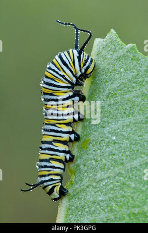 Larve du papillon monarque (Danaus plexippus) reposant sur des feuilles d'Asclépiade commune (Asclepias syriaca), E USA, par aller Moody/Dembinsky Assoc Photo Banque D'Images