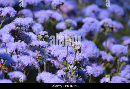 La belle couleur bleu/ des fleurs de lavande de l'Ageratum houstonianum également connu sous le nom de Floss flower, blue mink ou au pinceau. Banque D'Images