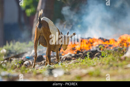 L'alimentation d'une chèvre près d'un feu de forêt Banque D'Images