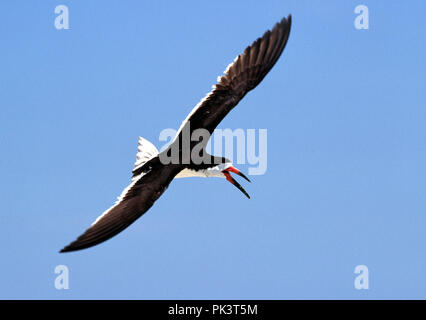 BlackSkimmer120301 -- Black Skimmer Banque D'Images