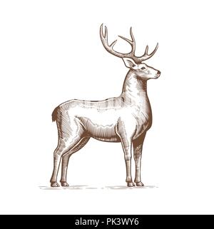 Illustration d'un dessin de cerf à la main dans leur gravure vintage. Deer label grunge, une vignette représentant le renne avec de grandes cornes. Vecteur. Illustration de Vecteur