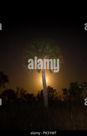 Un marais de la lune à Big Cypress National Preserve en Floride du Sud. Banque D'Images