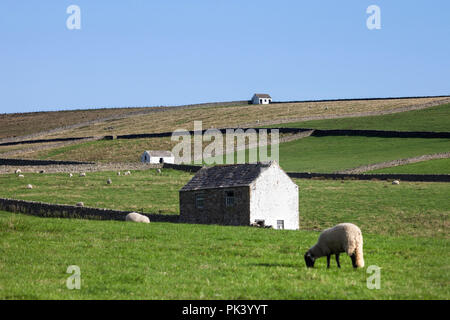 Granges traditionnelles blanchies à la chaux avec des moutons, Bowlees, Upper Teesdale, County Durham, Royaume-Uni, Banque D'Images