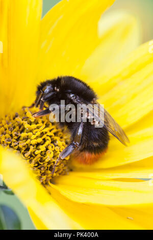 Cerf rouge de bourdons (Bombus lapidarius) avec les mites, UK Banque D'Images