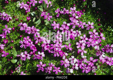 Petite montagne rose fleur dans les Alpes en France Banque D'Images