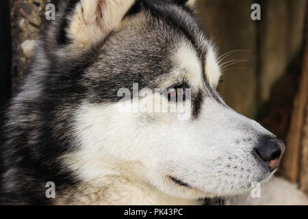 Triste, sleepy Siberian husky close-up et l'arrière-plan flou Banque D'Images