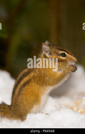 Tamia amène (Tamias amoenus) alimentation L'alimentation des oiseaux d'un banc recouvert de neige dans ma cour. Il se nourrit principalement de graines et fruits, mais mange aussi des som Banque D'Images