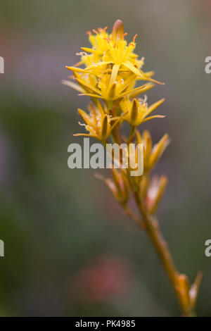 Bog Asphodel, Narthecium ossifragum, UK Banque D'Images