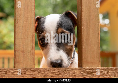 Deux mois Jack Russell Terrier "Harry" à l'intermédiaire de la rambarde d'un pont en bois. Banque D'Images