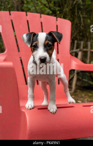 Deux mois Jack Russell Terrier 'Harry' debout sur une chaise en plastique. (PR) Banque D'Images