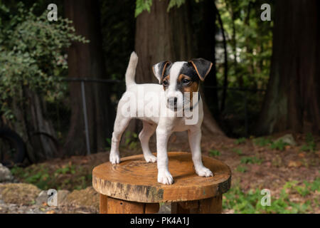 Deux mois Jack Russell Terrier 'Harry' debout sur un siège en bois dans son arrière-cour. (PR) Banque D'Images