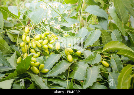 Les feuilles de neem médicinales avec fruits close up Banque D'Images