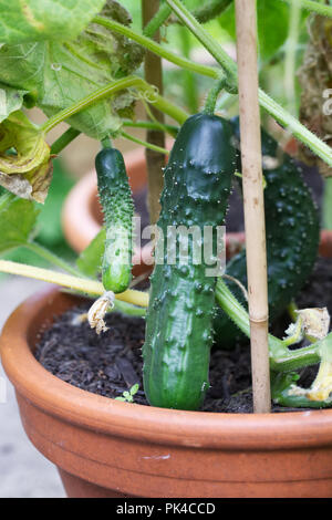 Cucumis sativus. Arketmore "concombre" extérieur croissant au Royaume-Uni. Banque D'Images