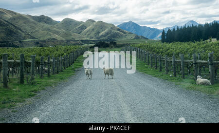 Moutons qui traversent la route dans la région de Vineyard - New Zealand's South Island Banque D'Images