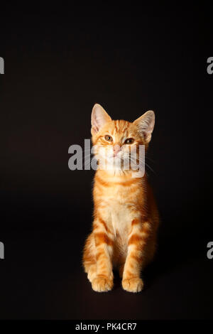 Le gingembre mackerel tabby kitten isolé sur un fond noir Banque D'Images